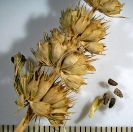   Infructescence,nbsp;fruits:     Leonurus japonicus ; Photo by A. Margina, USDA APHIS PPQ, imageID.idtools.org

